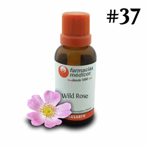 Wild Rose